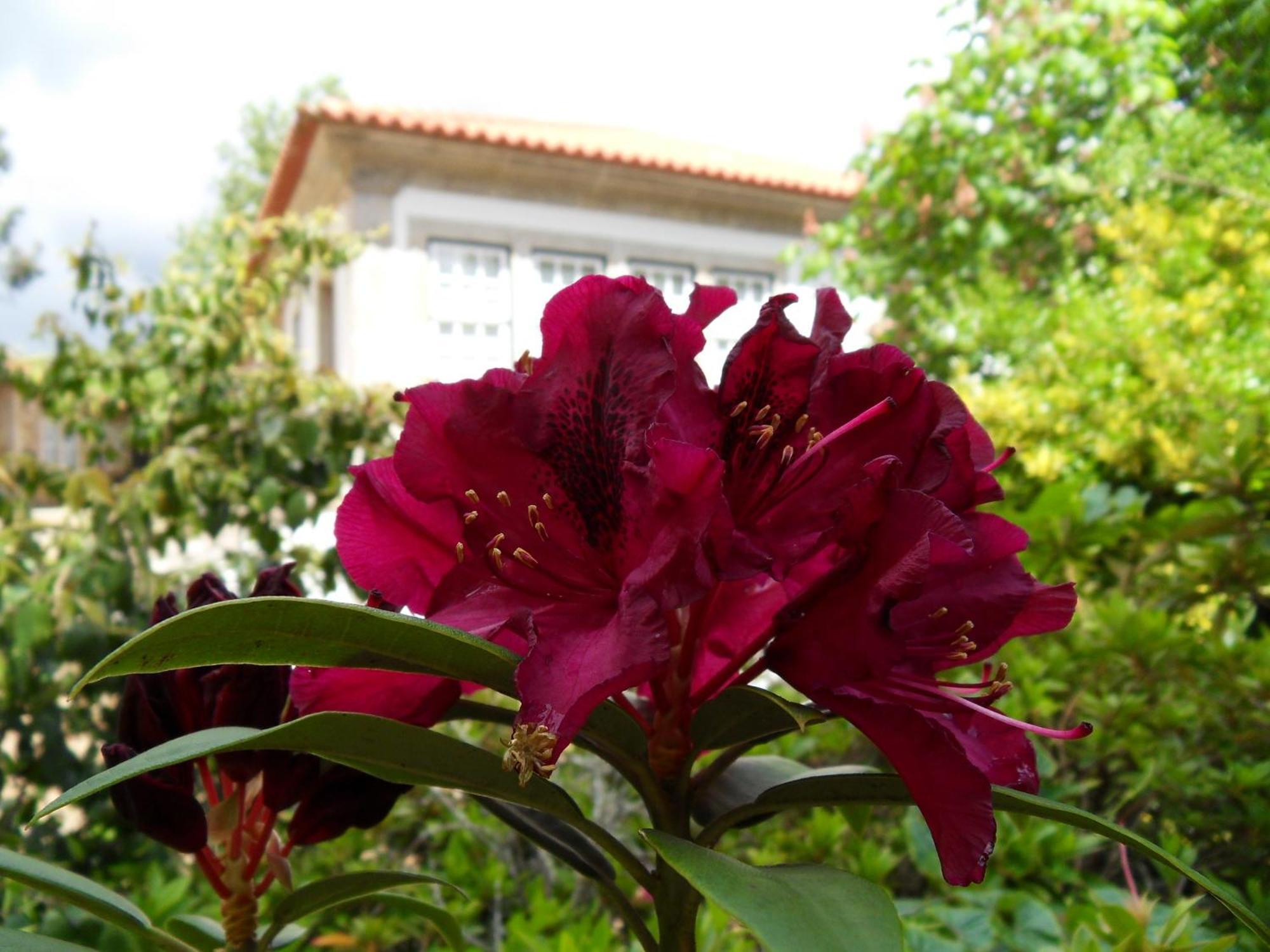 Quinta Do Bento Novo - Casa De Campo - Turismo Rural Viana do Castelo Exteriör bild